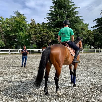 Tenuta Plinio - La nostra realtà: cavalli al pascolo nella nostra azienda equestre